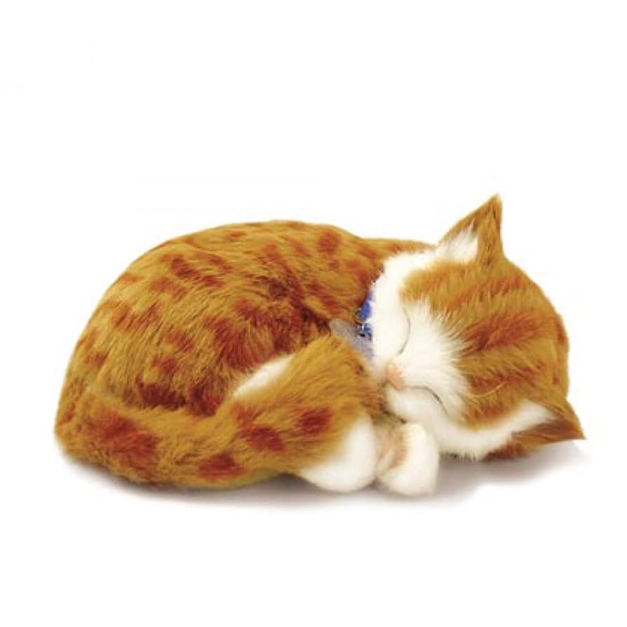 Mini Orange Tabby