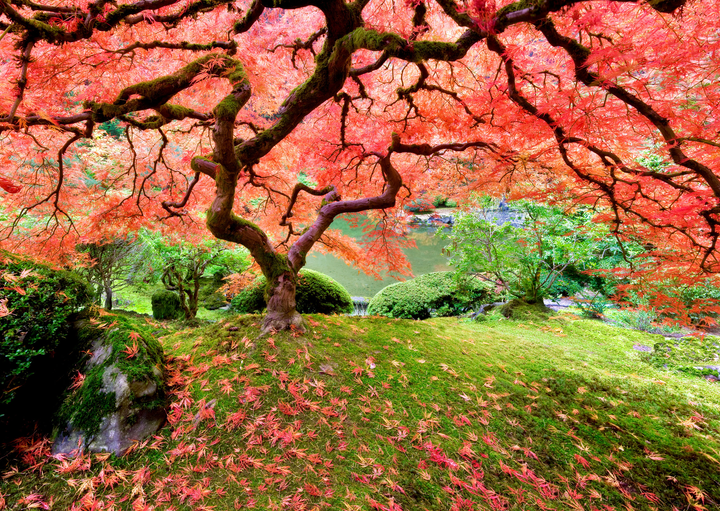 1000pc(R) Japanese Maple Tree