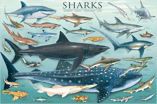 Sharks Poster