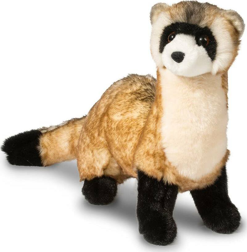 Vince Black Footed Ferret