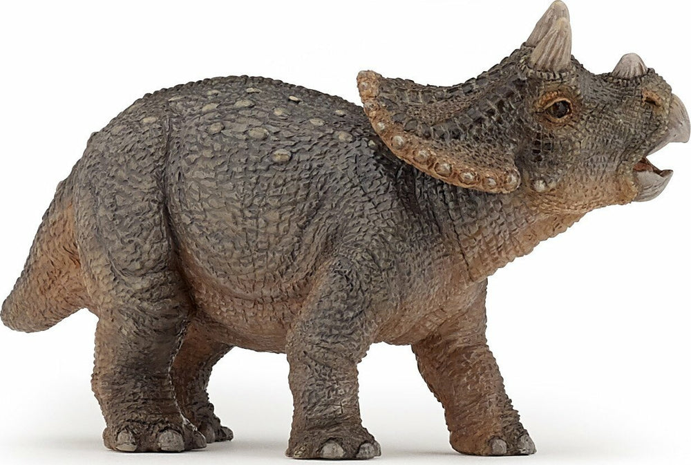 Young Triceratops