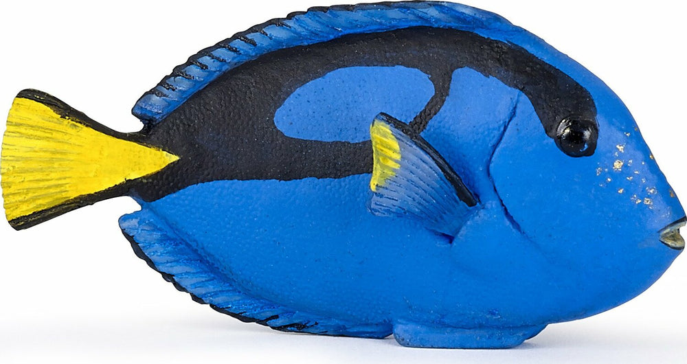 Surgeonfish