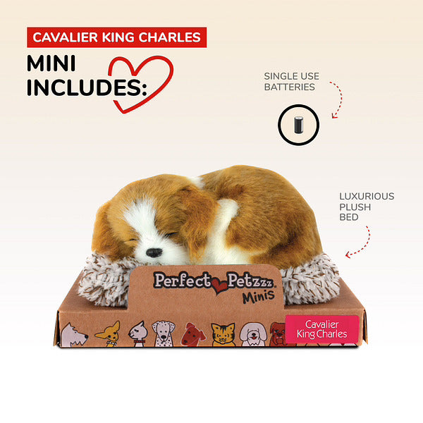 Mini Cavalier King Charles