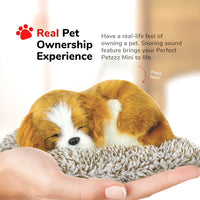 Mini Cavalier King Charles