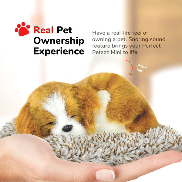 Mini Cavalier King Charles