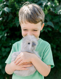 Zara Gray Silkie Chick