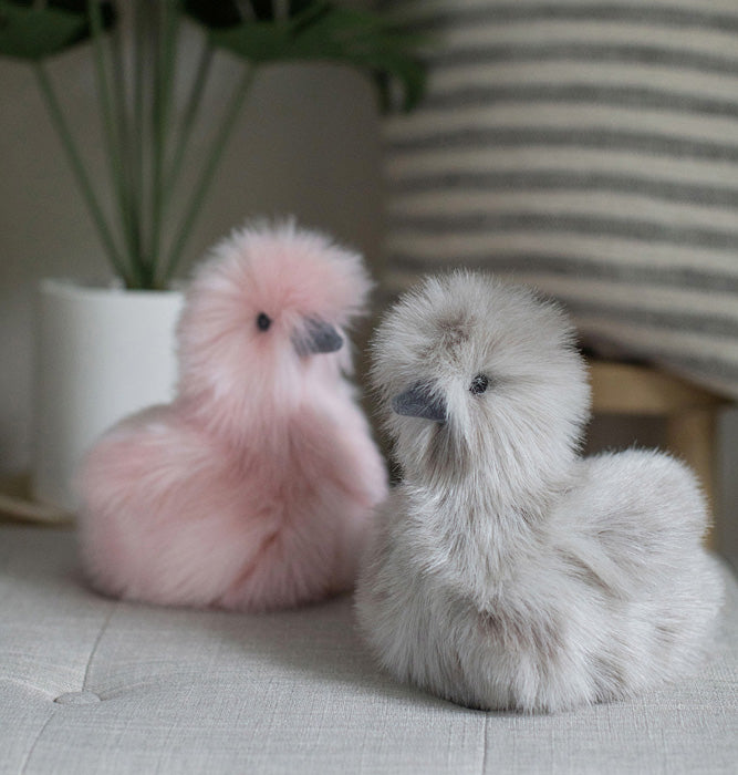 Zara Gray Silkie Chick